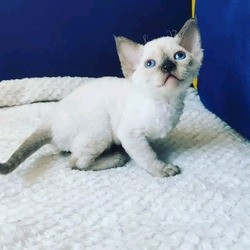 Devon-Rex-Kätzchen Mainz - изображение 2