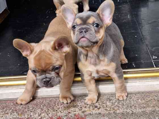 Französische Bulldogge Kempten (Allgaeu)