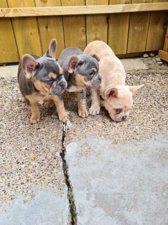 Französische Bulldogge Kempten (Allgaeu) - photo 3