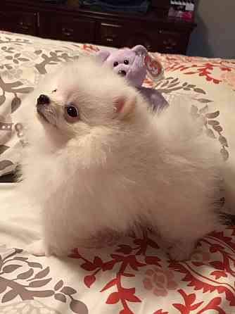 Pomeranian Welpen zu verkaufen, Бремен