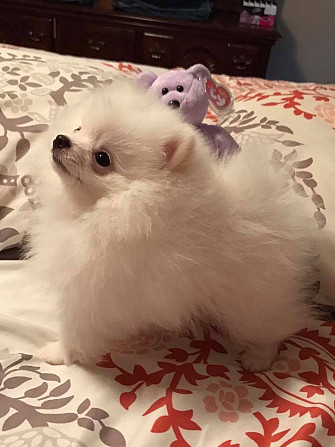 Pomeranian Welpen zu verkaufen, Бремен - изображение 2