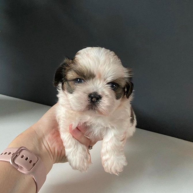 Atemberaubende, vom KC registrierte Shih Tzu-Welpen Numbrecht - photo 1