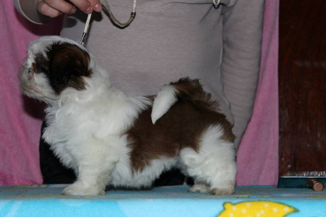 Atemberaubende, vom KC registrierte Shih Tzu-Welpen Нюмбрехт - изображение 5