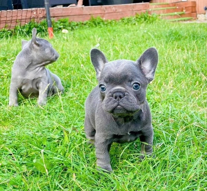 Blaue Französische Bulldoggenwelpen zu verkaufen Гамбург - изображение 1