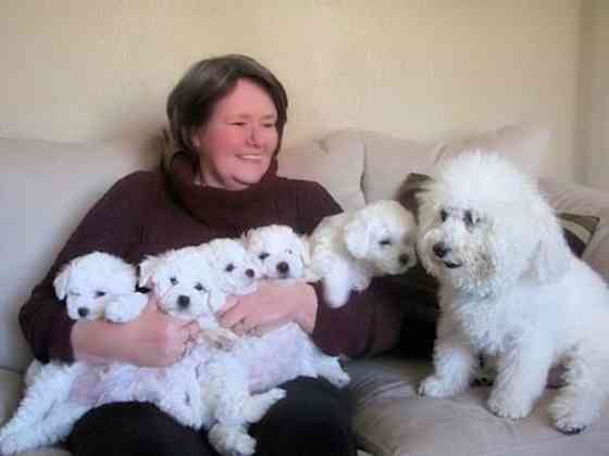 Bichon Frise Welpen zu verkaufen Schwerin