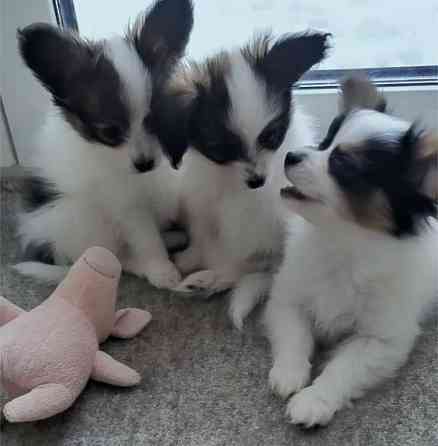 Papillon-Welpen zur Adoption Эрфурт