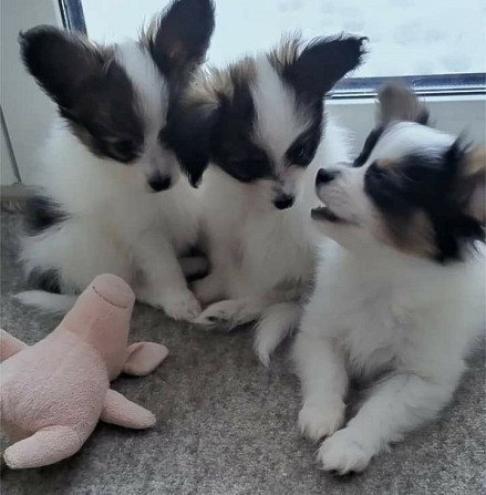 Papillon-Welpen zur Adoption Erfurt - изображение 1