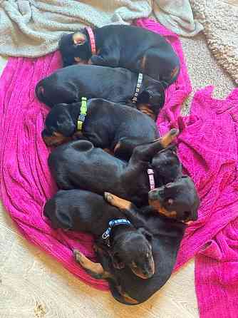 Dobermann-Pinscher-Welpen Bremen