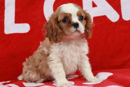 Cavalier King Charles Spaniel Welpen Саарбрюккен