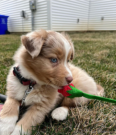 Purebred Australian Shepherd Düsseldorf - изображение 1