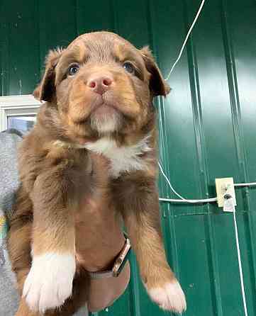 Pure bred Australian Shepherd Düsseldorf