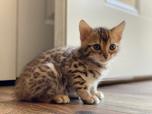 Entzückende Bengal-Kätzchen Saarbruecken - photo 1