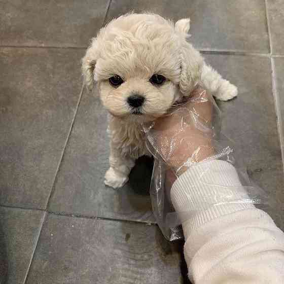 Щенки Sweet Maltipoo, выращенные в домашних условиях Stuttgart