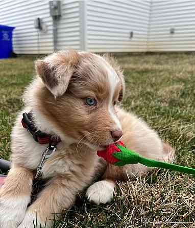 Pure bred Australian Shepherd Дюссельдорф