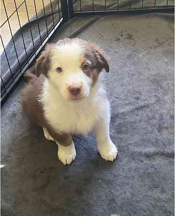 Pure bred Australian Shepherd Düsseldorf