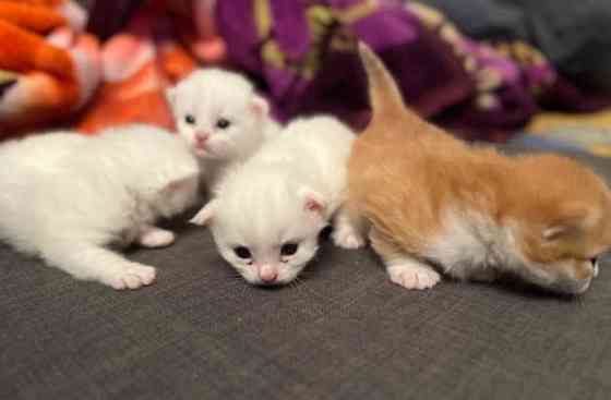 4 Türkisch Angora zur Adoption Hannover