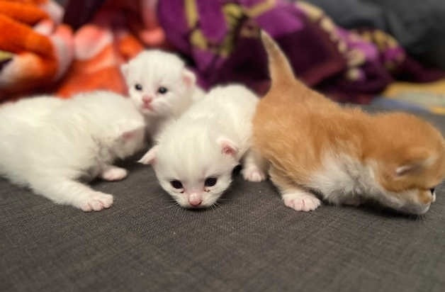 4 Türkisch Angora zur Adoption Hannover - photo 1