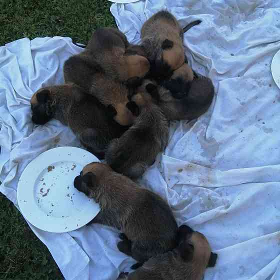 Belgischer Malinois Саарбрюккен