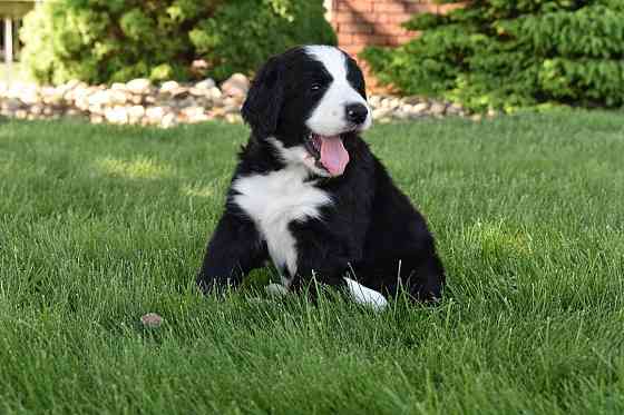 Bernedoodle-Welpen Schwerin