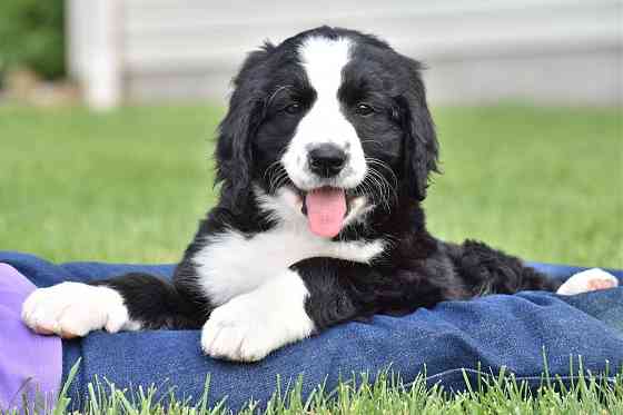 Bernedoodle-Welpen Schwerin