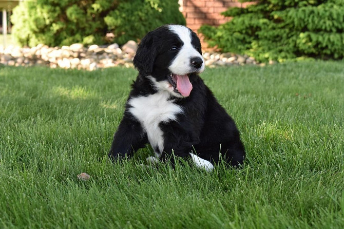 Bernedoodle-Welpen Schwerin - photo 3