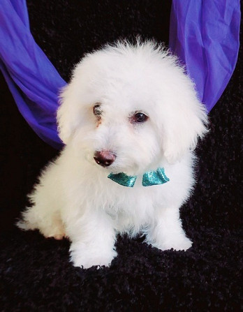 Bichon Frise Welpen zu verkaufen, Dresden - изображение 2