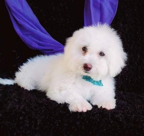 Bichon Frise Welpen zu verkaufen, Dresden - изображение 1