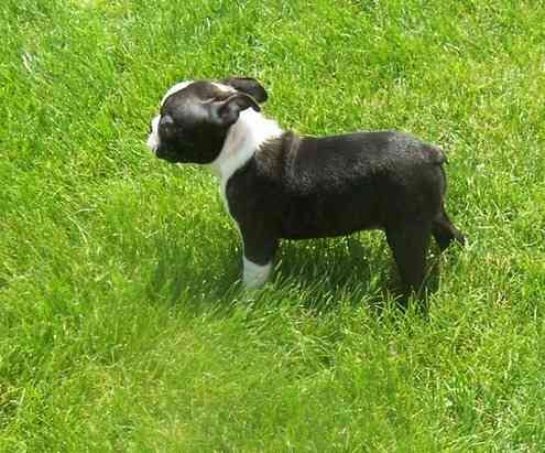 Boston Terrier Welpen Stuttgart