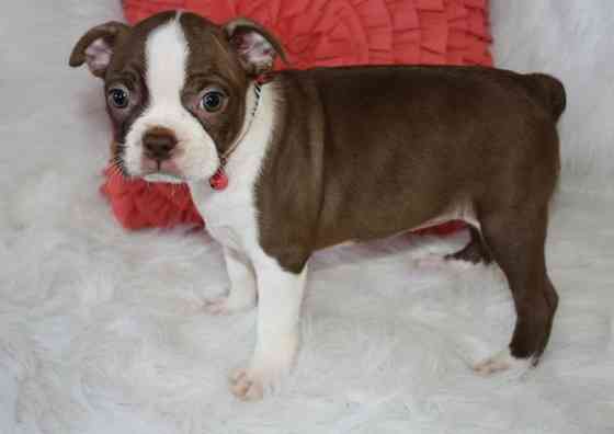 Boston Terrier Welpen Stuttgart