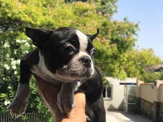 Boston Terrier Welpen Stuttgart