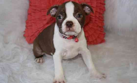 Boston Terrier Welpen Штутгарт