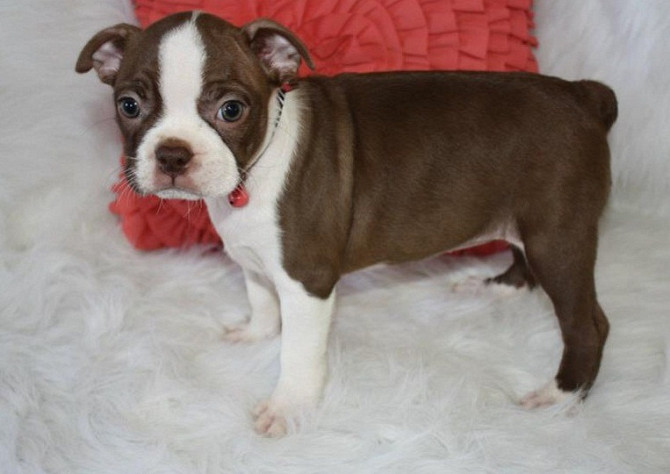 Boston Terrier Welpen Stuttgart - изображение 2