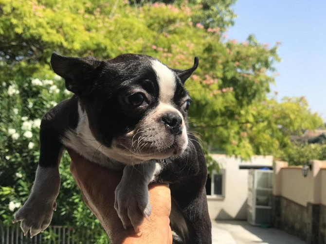 Boston Terrier Welpen Stuttgart - photo 1