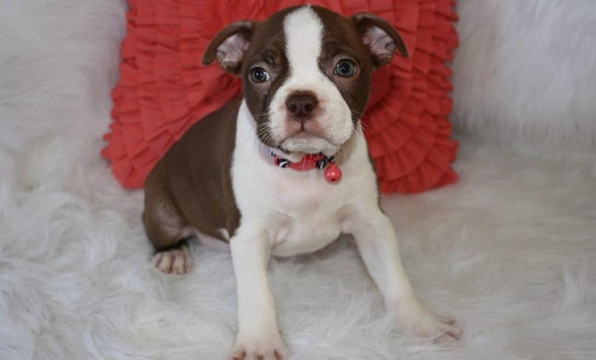 Boston Terrier Welpen Штутгарт - изображение 3