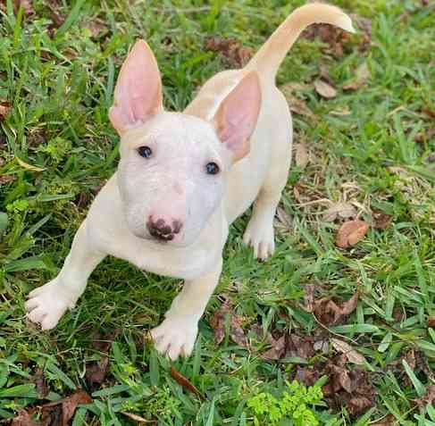 Bullterrier Дрезден