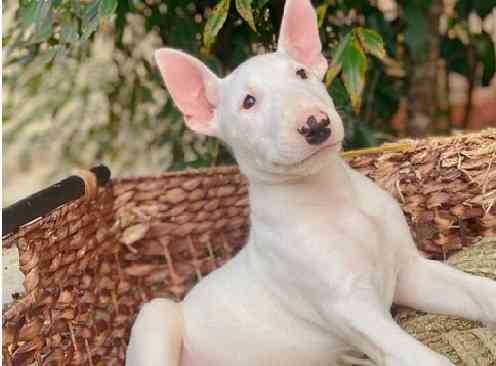 Bullterrier Dresden