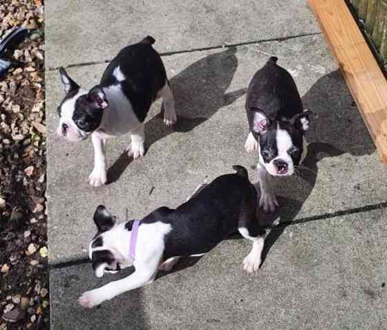 Boston Terrier Welpen Гамбург