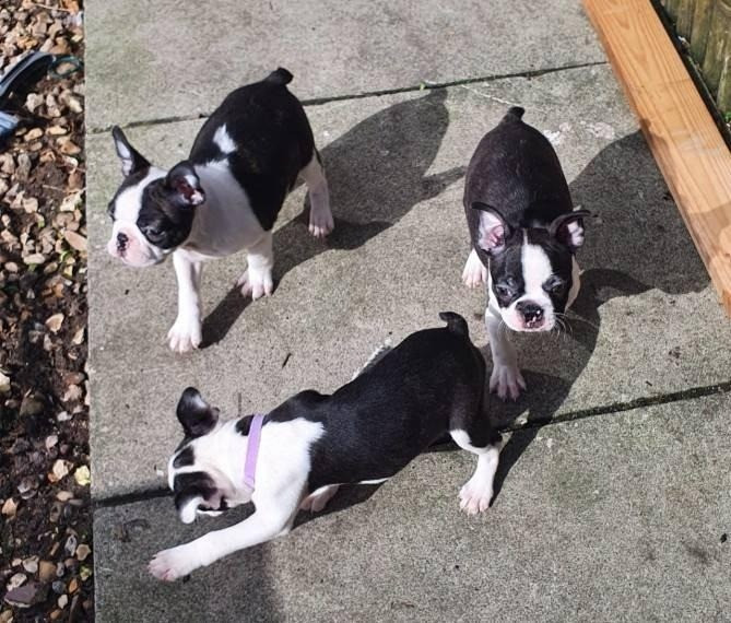 Boston Terrier Welpen Гамбург - изображение 1