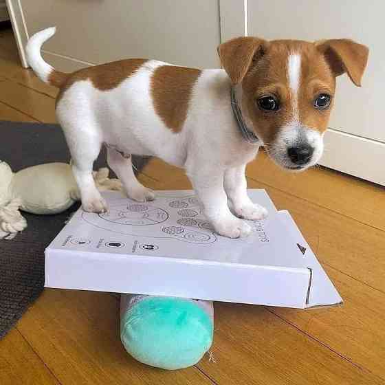 Jack Russell Terrier Welpen Munich