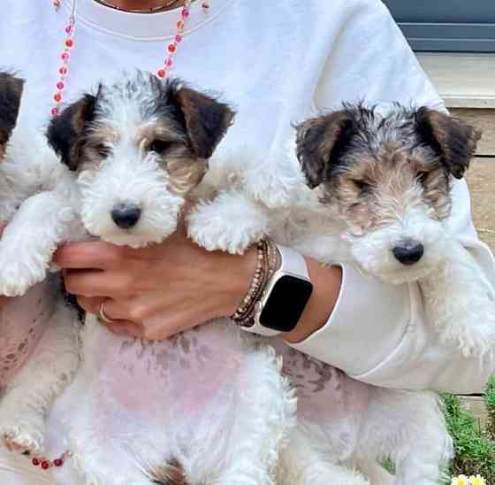 Drahthaar-Foxterrier-Welpen bereit Berlin