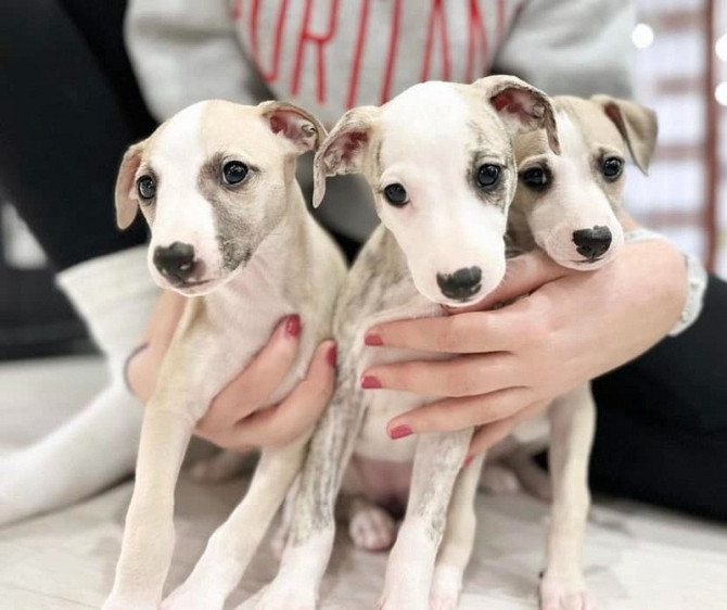 Whippet-Welpen zu verkaufen Bremen - photo 1