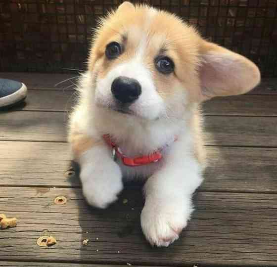 Entzückende Pembroke Welsh Corgi Welpen Вісбаден