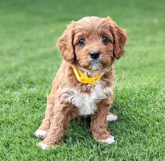 CAVOODLE WELPEN BEREIT Саарбрюккен