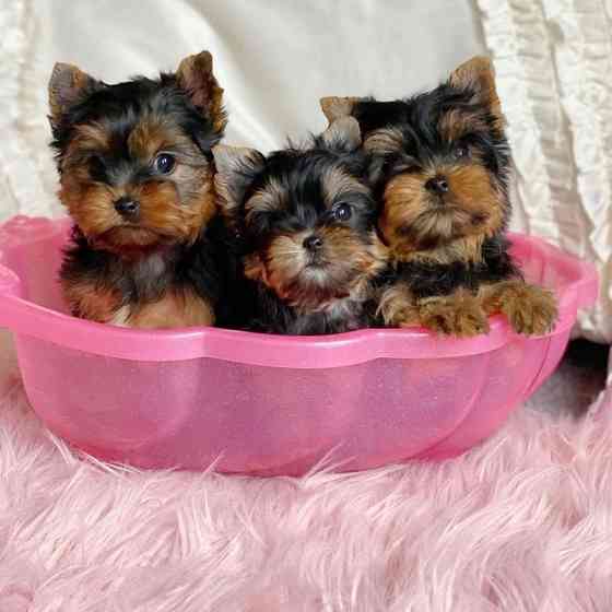 Yorkie Puppies Берлин