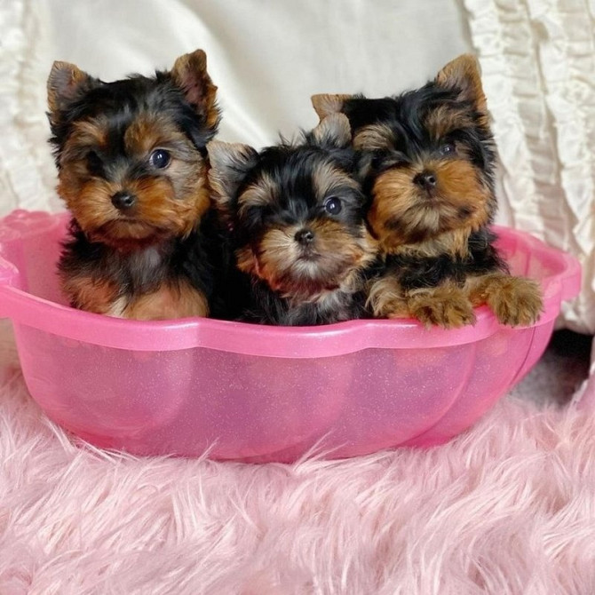 Yorkie Puppies Берлін - изображение 1