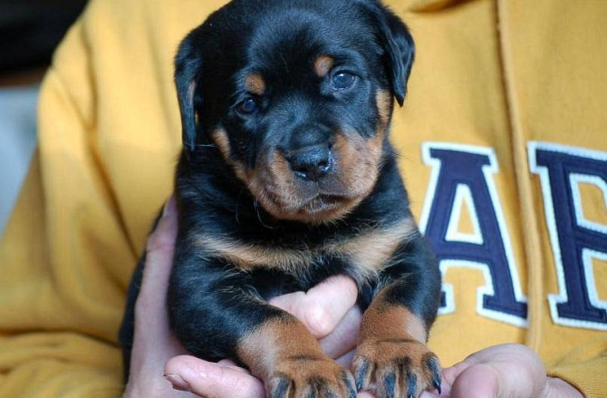 Reinrassige Rottweiler-Welpen Висбаден - изображение 4