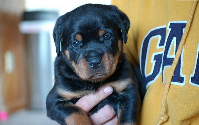Reinrassige Rottweiler-Welpen Висбаден - изображение 3