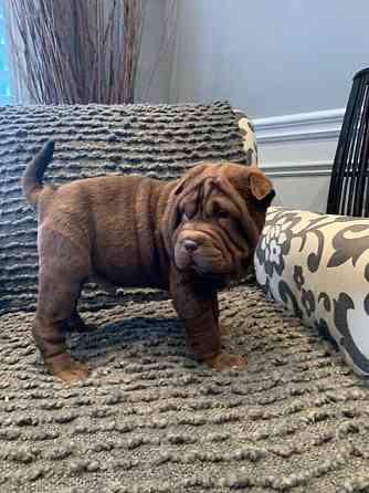 Reinrassige Shar Pei-Welpen Saarbruecken