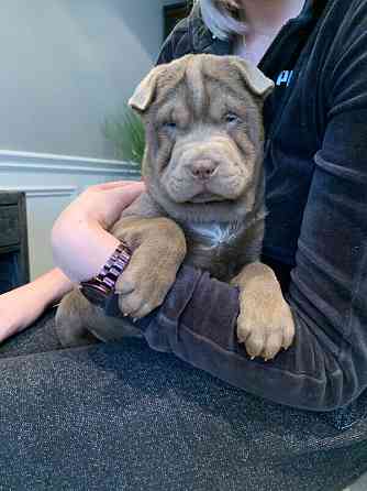 Reinrassige Shar Pei-Welpen Saarbruecken