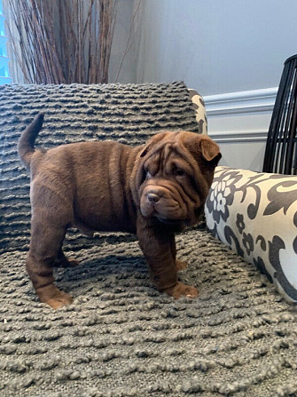 Reinrassige Shar Pei-Welpen Saarbrücken - изображение 2